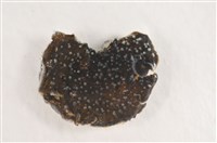 藏品(黃點黑扁蟲)的圖片